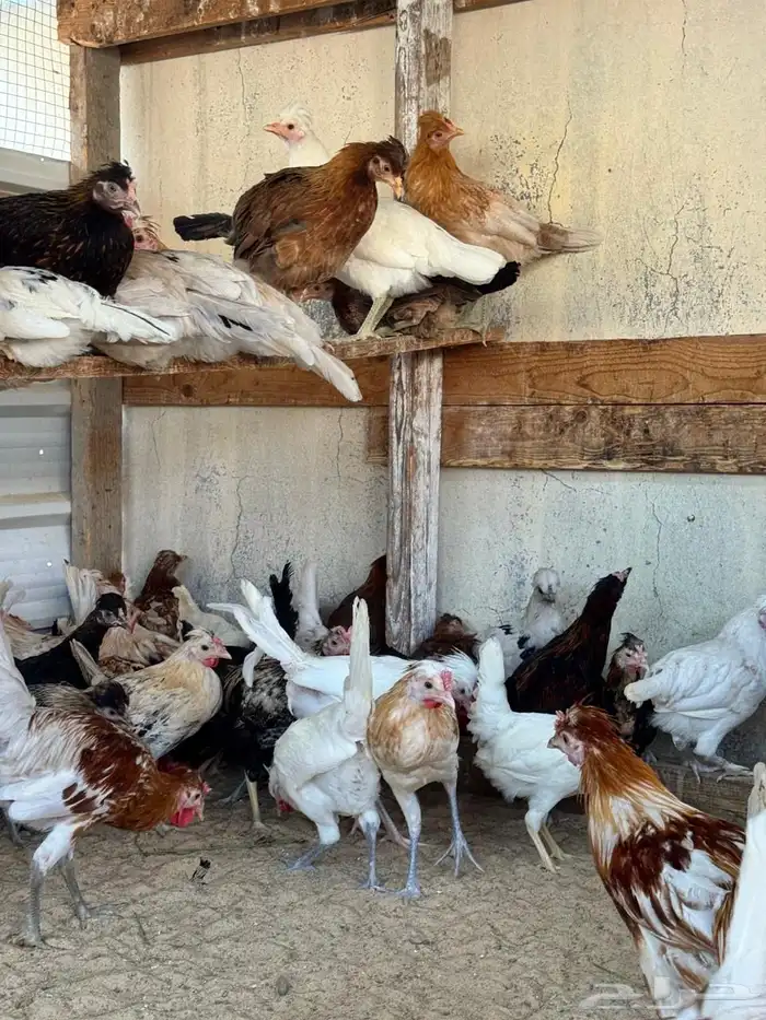 للبيع دجاج و دياكة بلدي 1