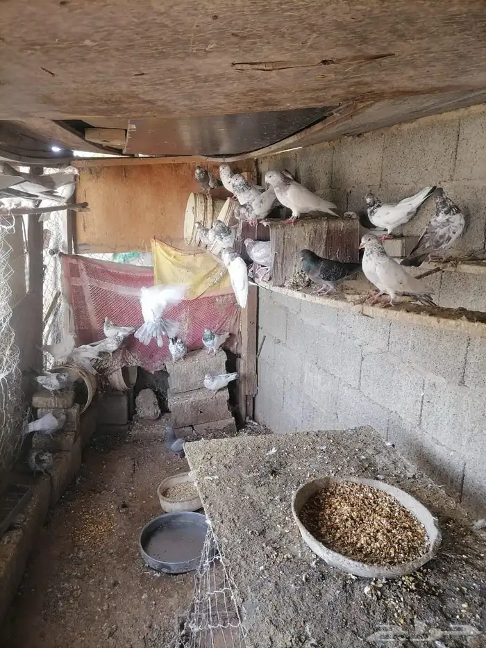 حمام للبيع العدد 45 حبه 1