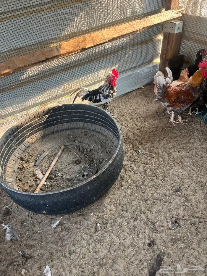 ديكه للبيع بلدي نظيف 5