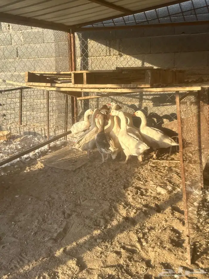 إوز العدد 15 3