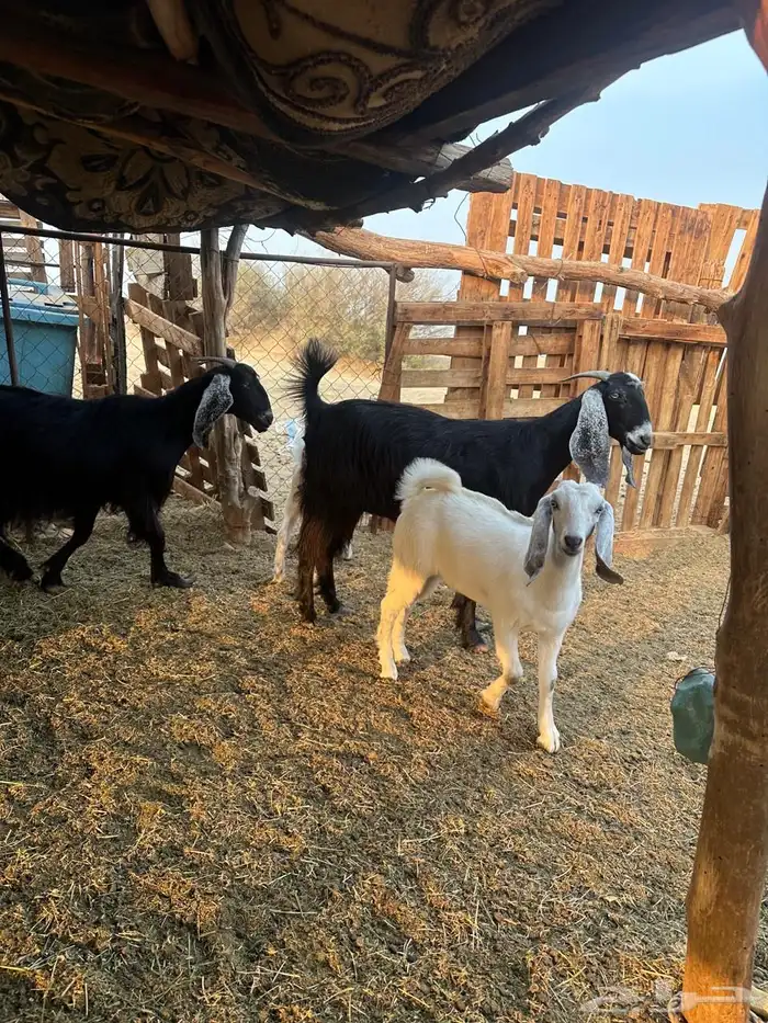 معزا عوارض 6