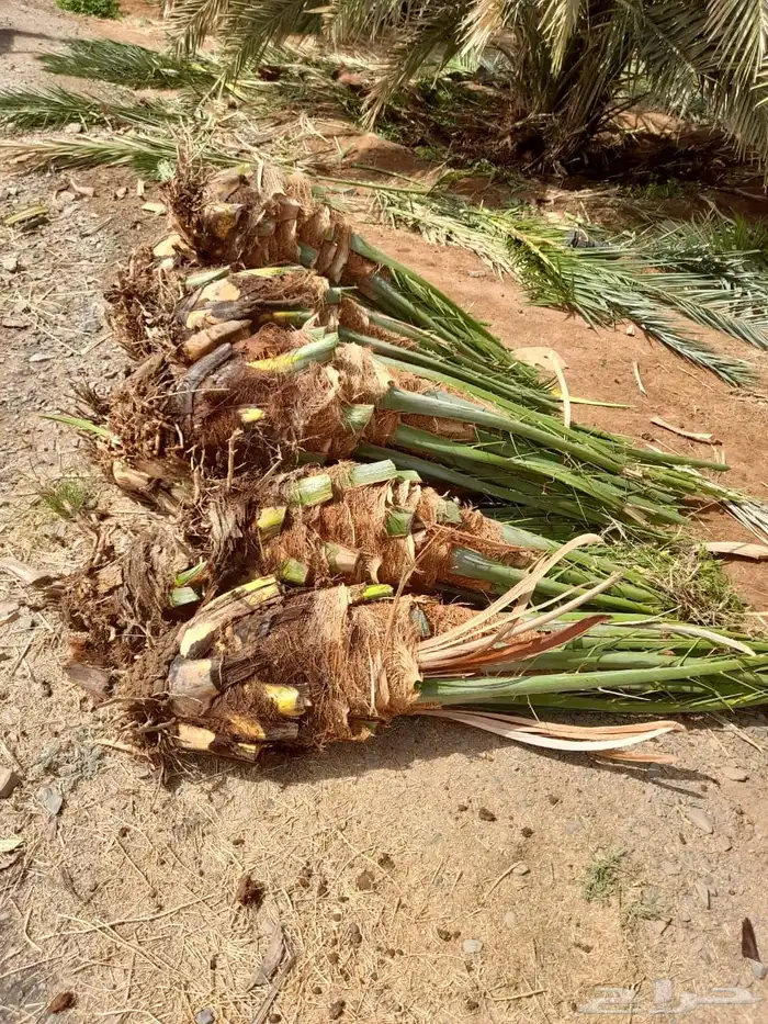 نخيل عربي فسائل نخل نخل عربي نقايل 28