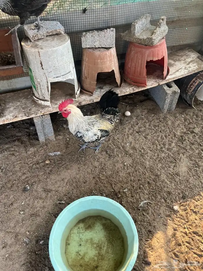 ديكه للبيع بلدي نظيف 7