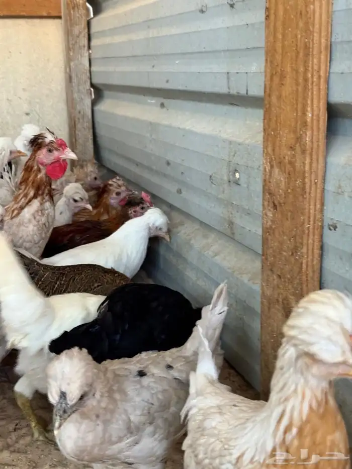 للبيع دجاج و دياكة بلدي 5