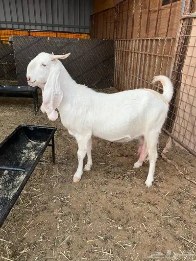 تيس ابيض ابرص index