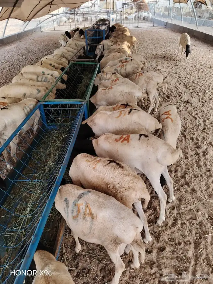 تيوس وبرابر نخب أول بأسعار ولا في الخيال 5