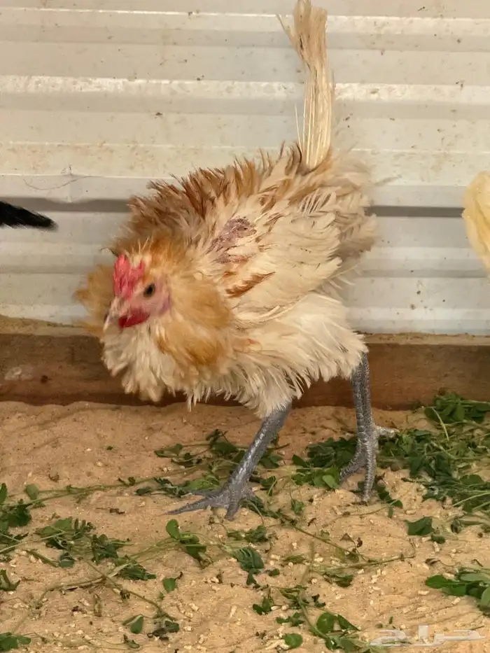 للبيع دجاج و دياكة بلدي 9