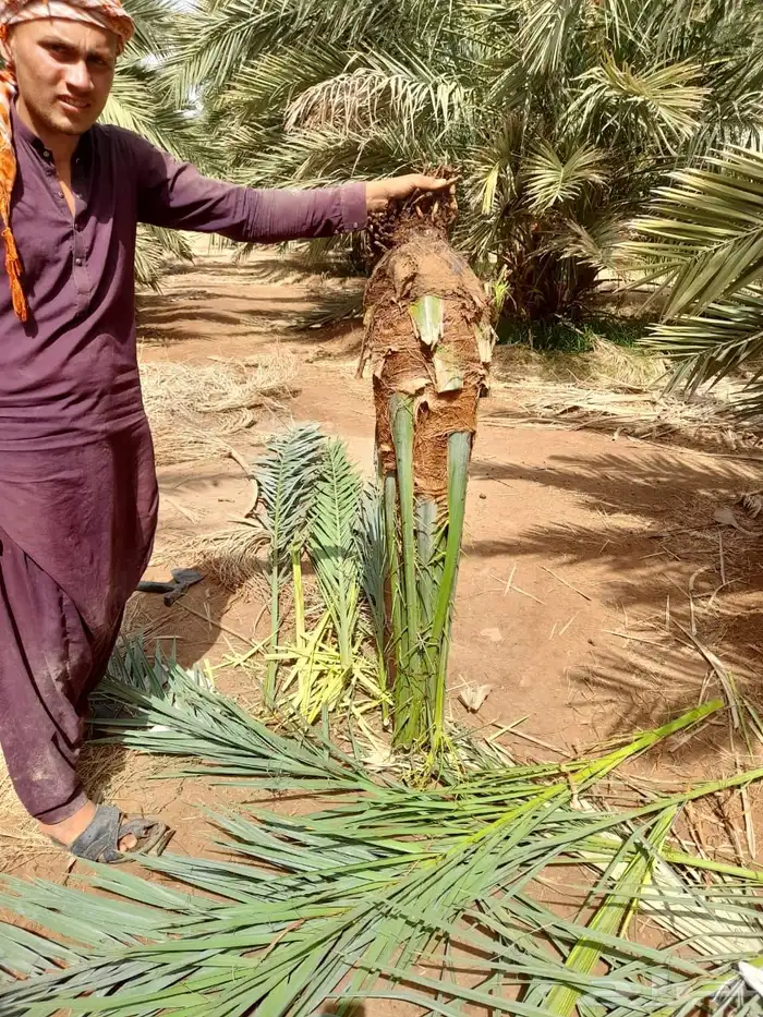 نخيل عربي فسائل نخل نخل عربي نقايل 25