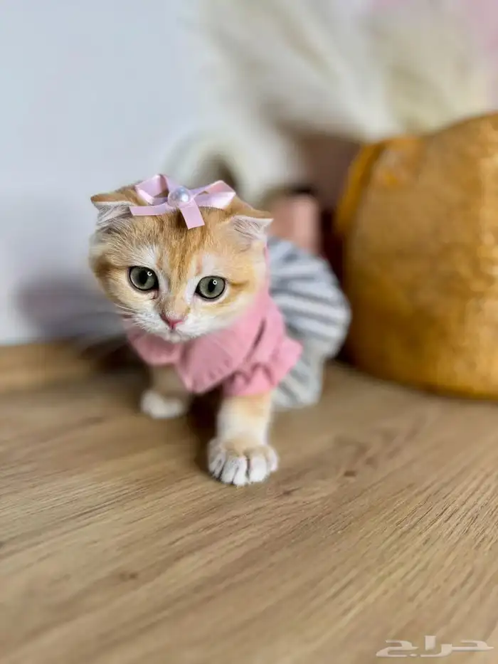 قطط للبيع سكوتش مستويات عاليه 3