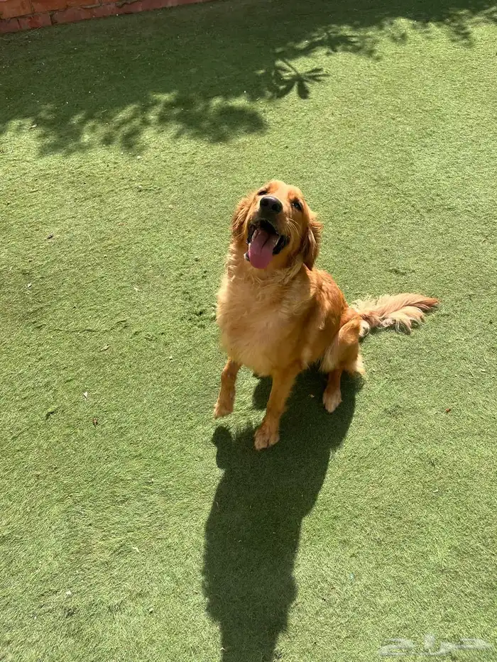 انثى جيرمن شيبرد . انثى جولدن ريتريفر كلب . 2