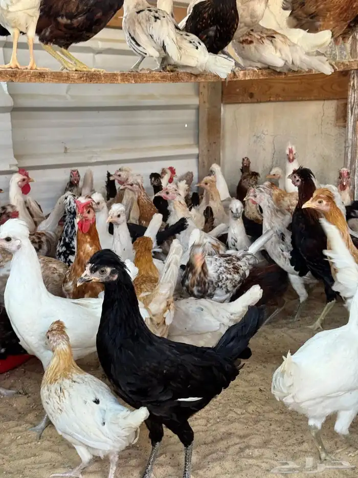 للبيع دجاج و دياكة بلدي 0