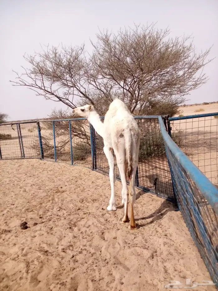 للبيع قعود 0