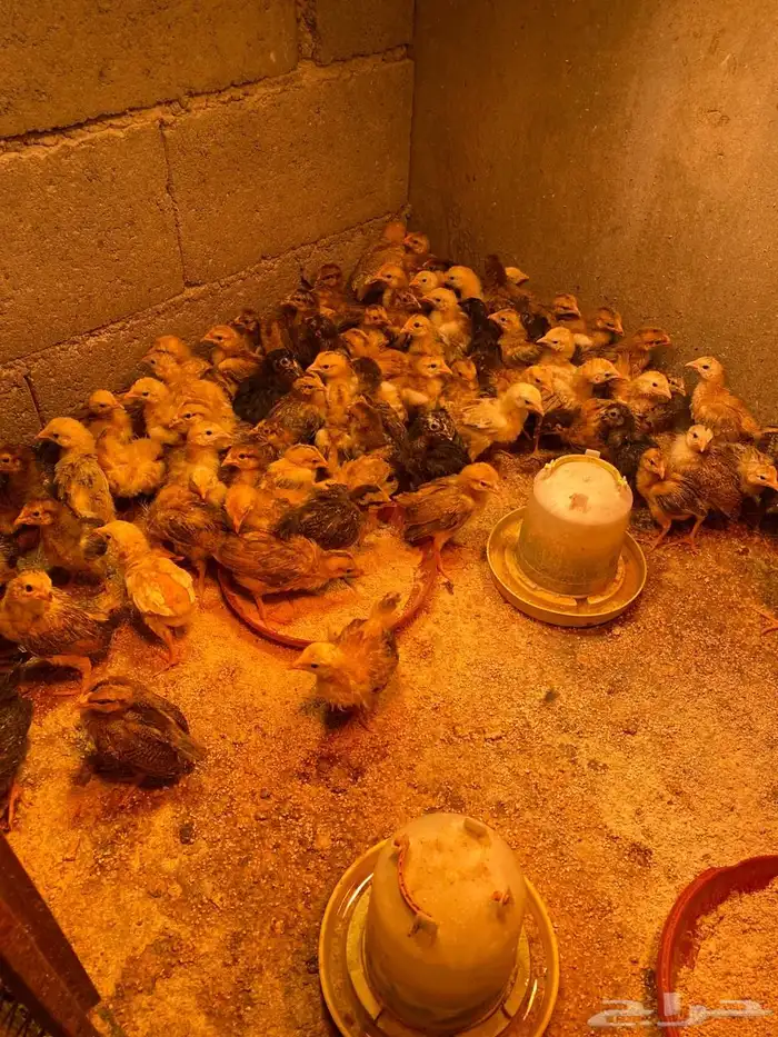 فروخ دجاج فرنسي 1