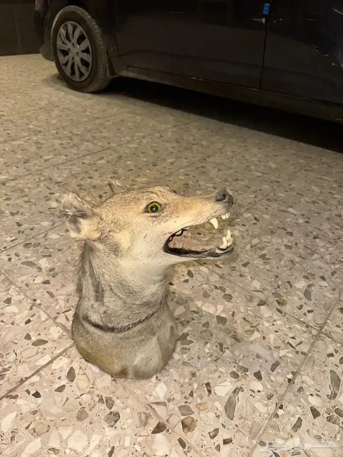 وعل محنط قرونه 6 أشبار 4