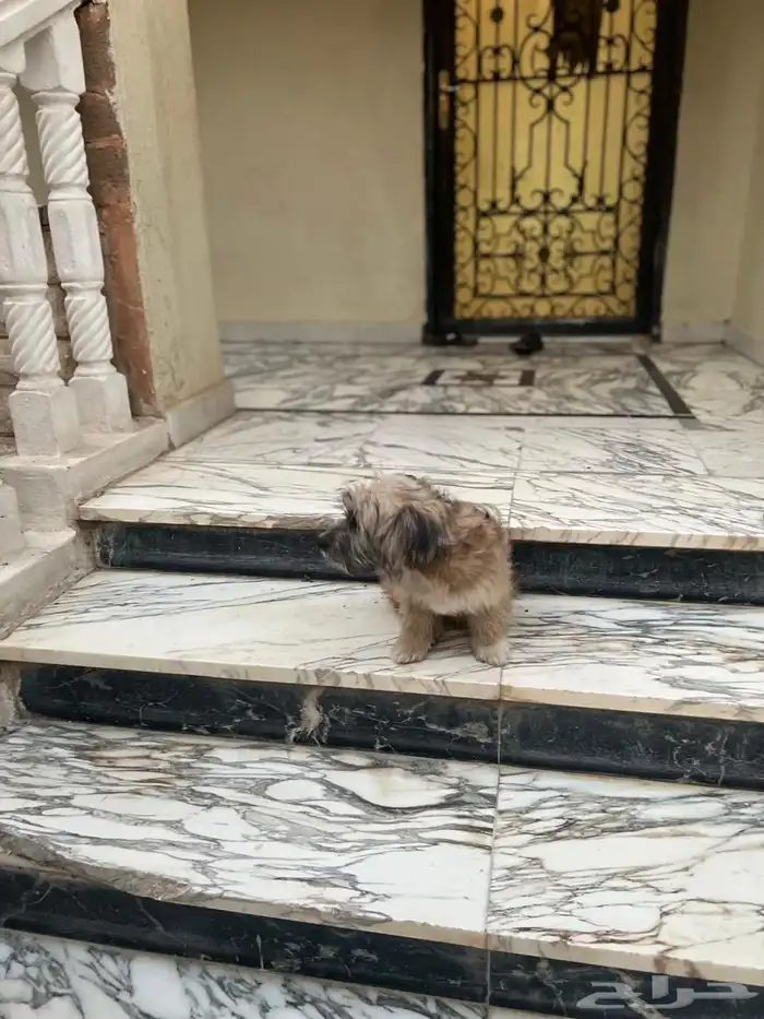 كلب تيريرا 3