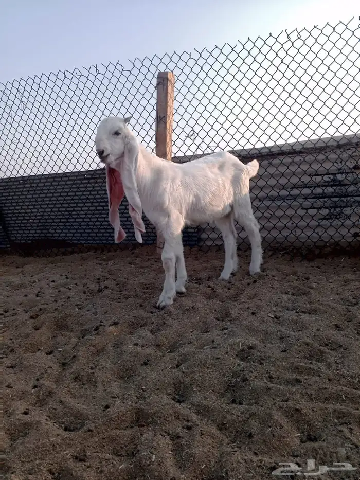 تيوس 2 اعمارهم 4 شهور سمان ومشاريع فحول طيبه من حلال طيب 0