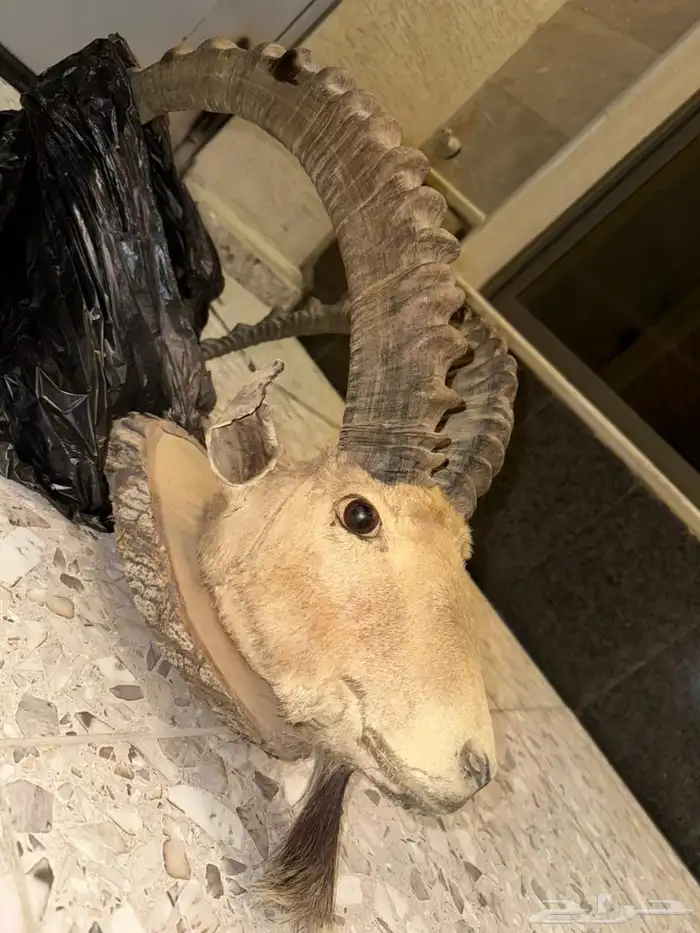 وعل محنط قرونه 6 أشبار 0