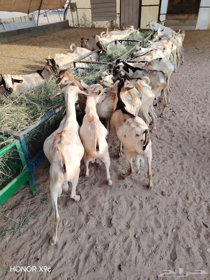 تيوس وبرابر نخب أول بأسعار ولا في الخيال 3