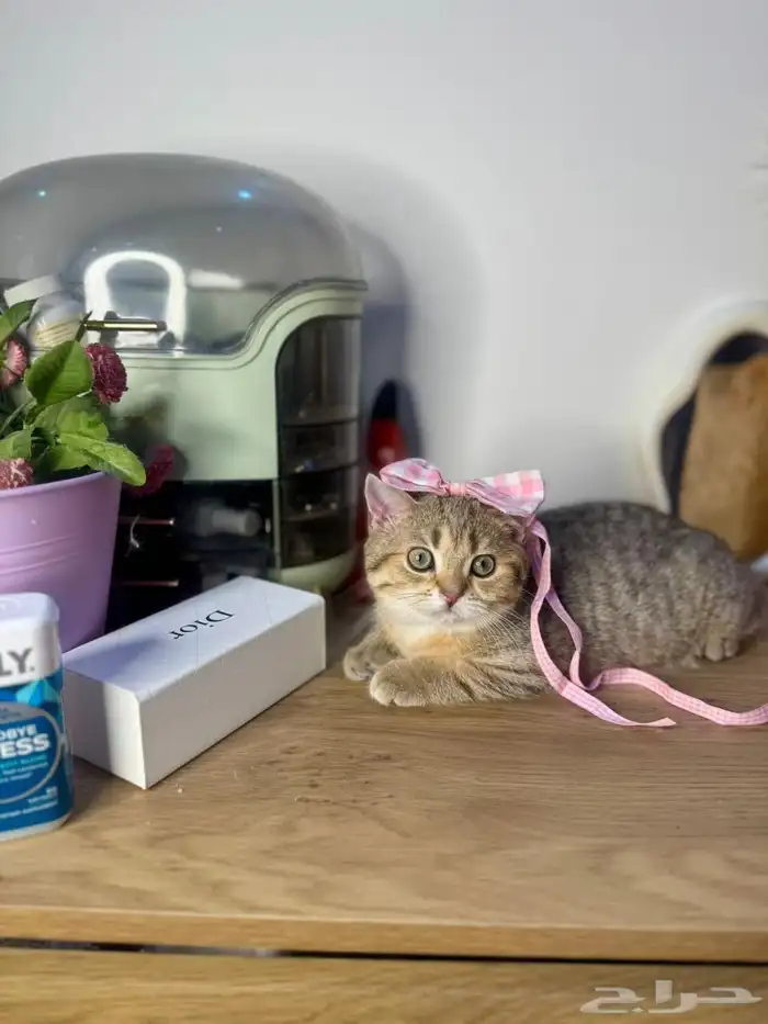 قطط للبيع سكوتش مستويات عاليه 5