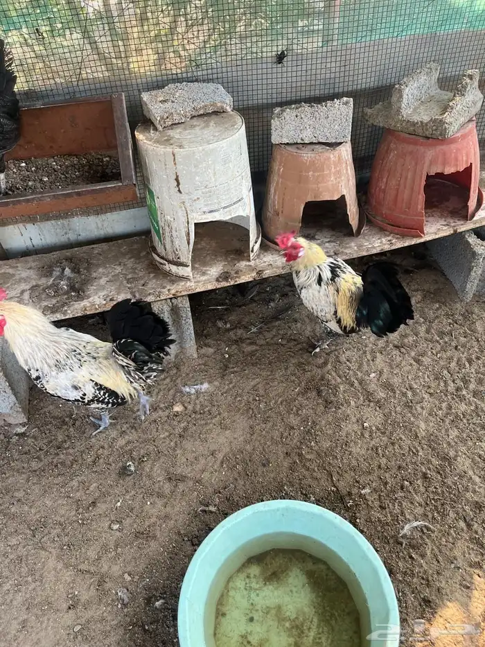 ديكه للبيع بلدي نظيف 6