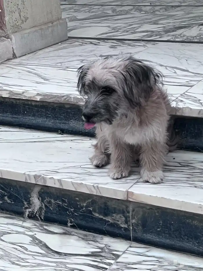 كلب تيريرا 0