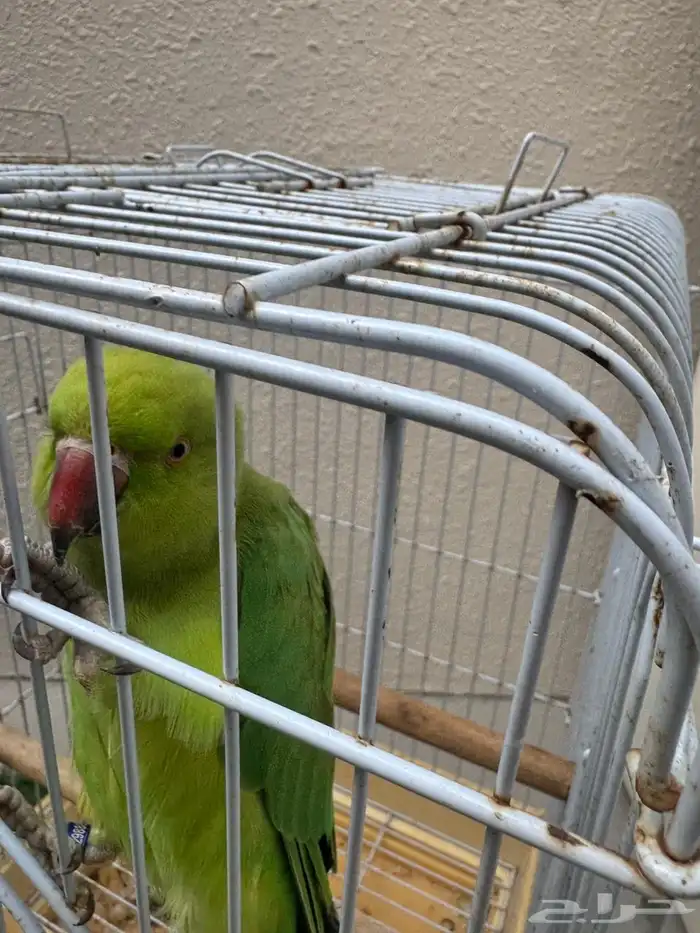 ببغاء الدره اليف 2