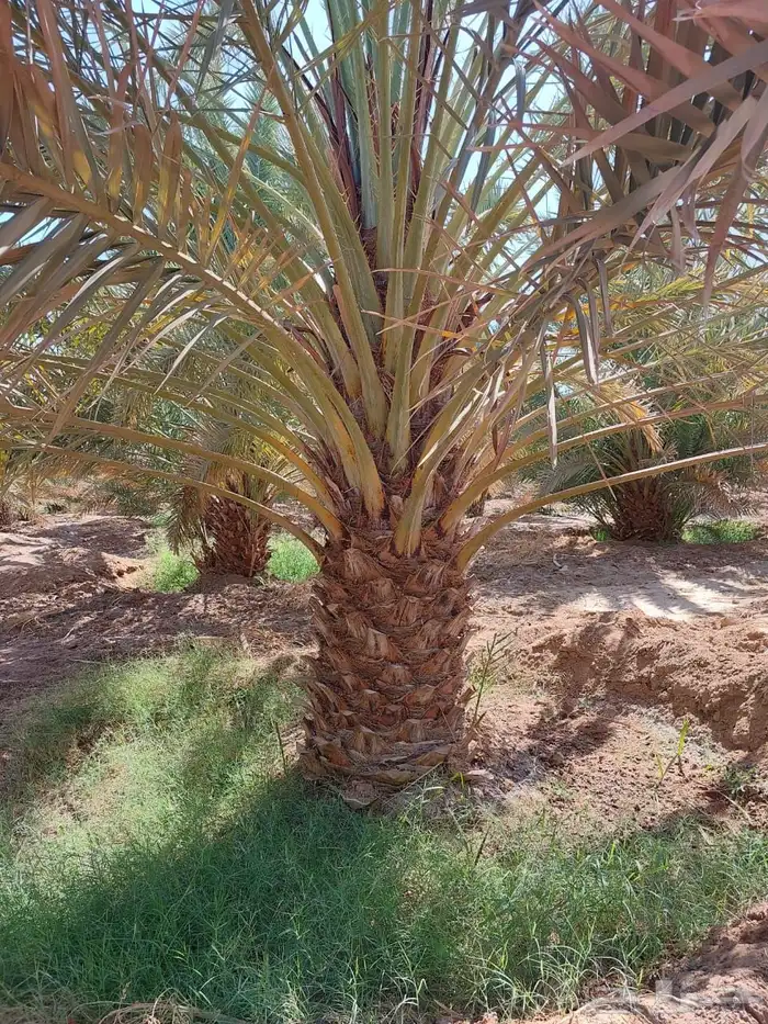 نخيل عربي فسائل نخل نخل عربي نقايل 6