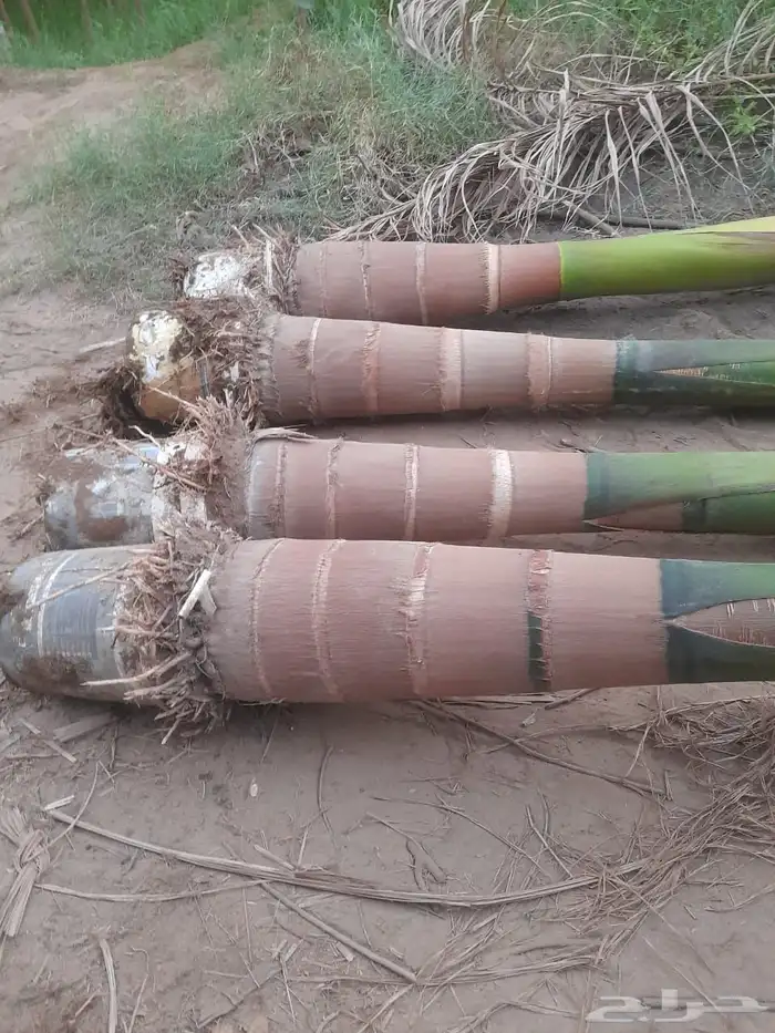 نخيل ملوكي نخيل واشنطني بسعار مناسبه نارجيل 14