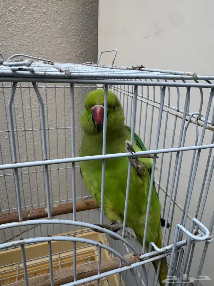 ببغاء الدره اليف 1