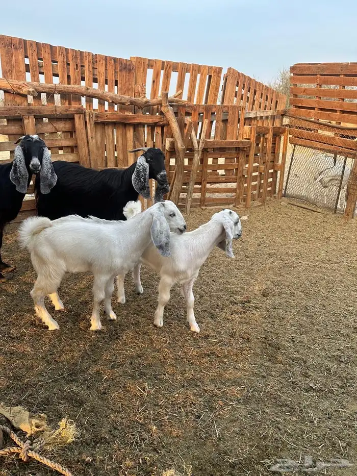 معزا عوارض 5