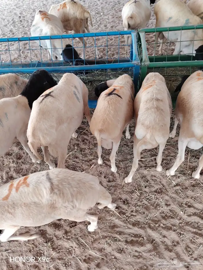 تيوس وبرابر نخب أول بأسعار ولا في الخيال 0