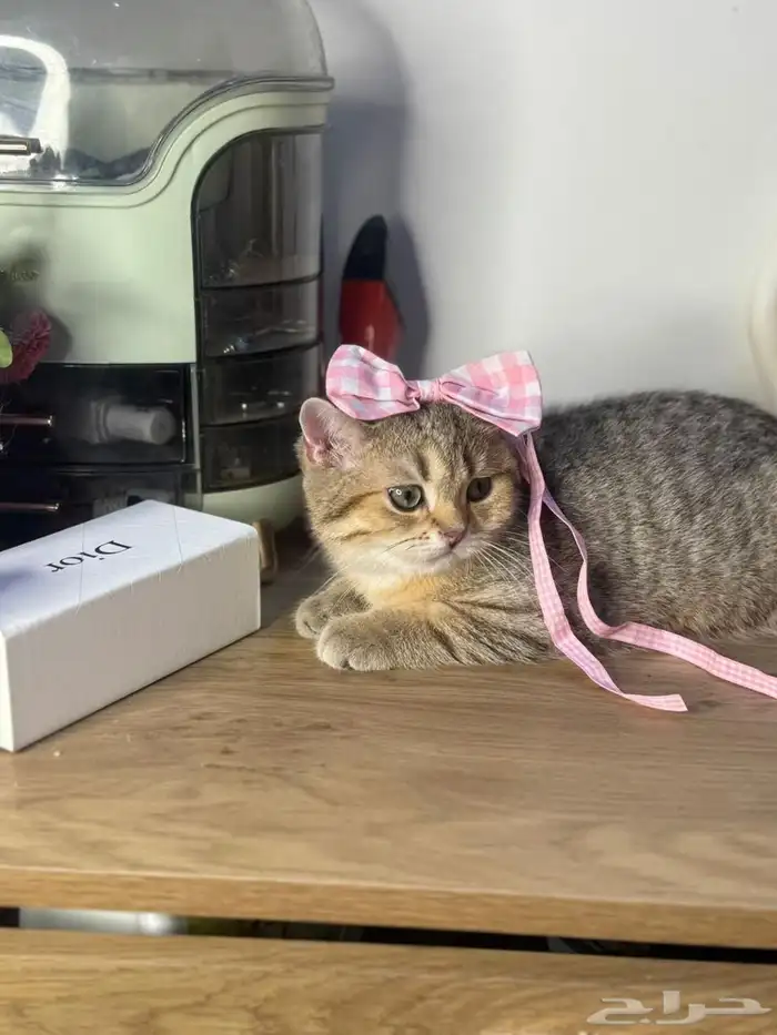 قطط للبيع سكوتش مستويات عاليه 6