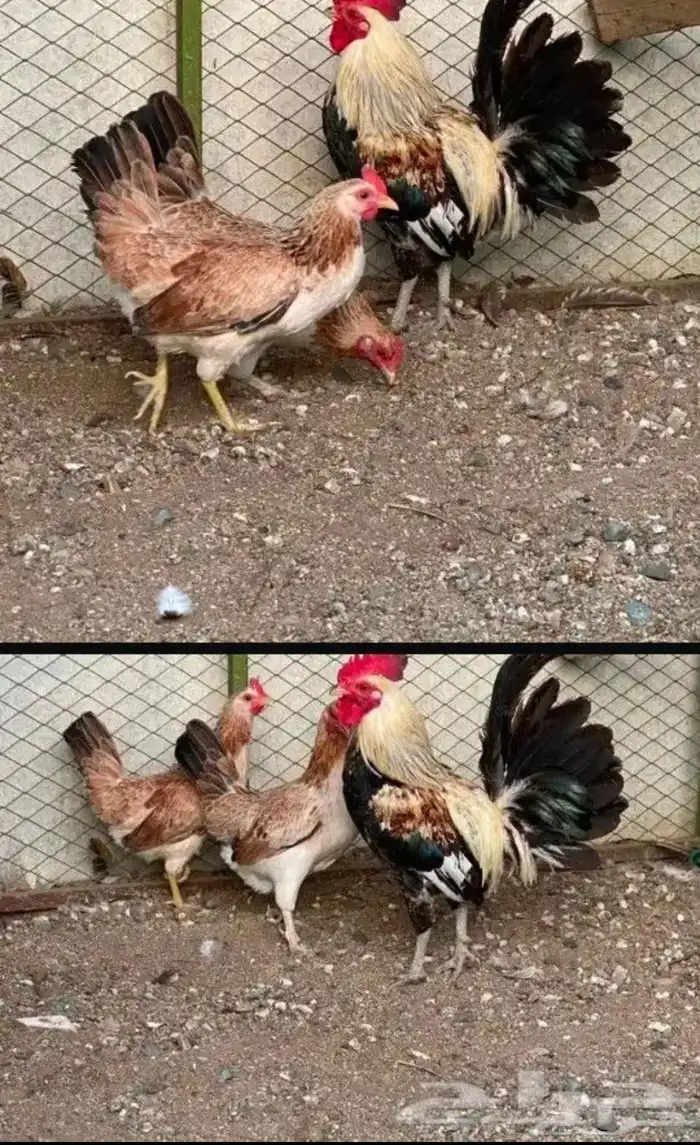 بط بلدي كبار صغار ديك ودجاتين شوكي دندراوي 1