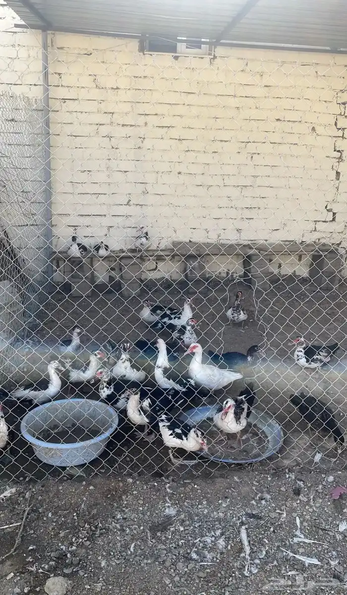 بط بلدي كبار صغار ديك ودجاتين شوكي دندراوي 0