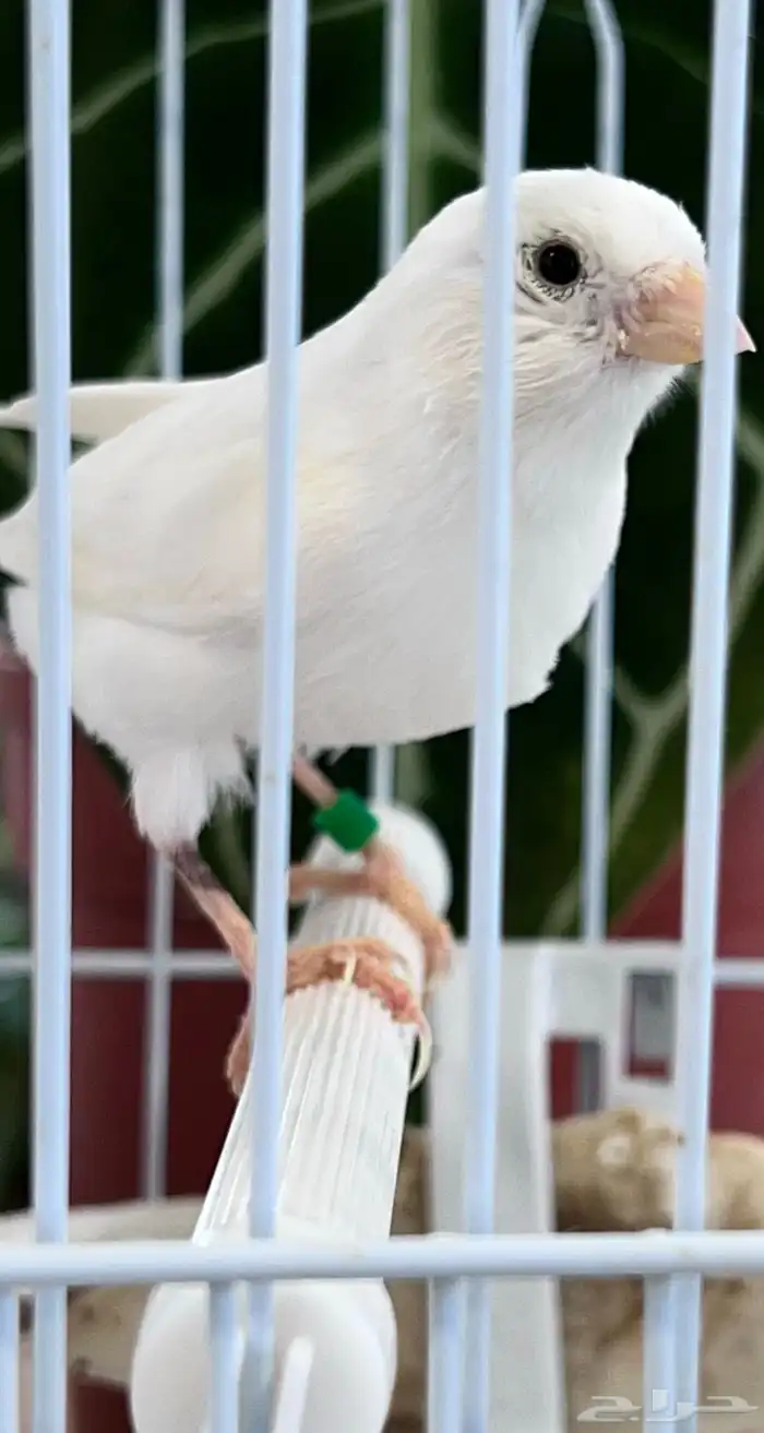 انثى كناري 0