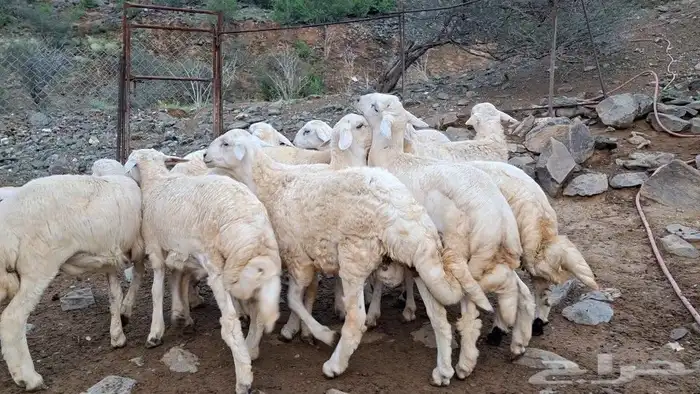 خرفان ذبايح 0