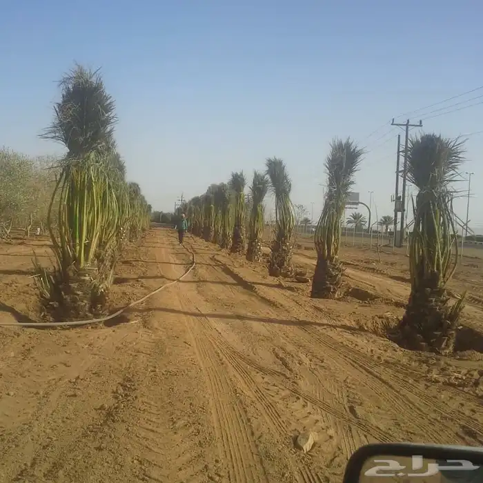 نخيل عربي فسائل نخل نخل عربي نقايل 70