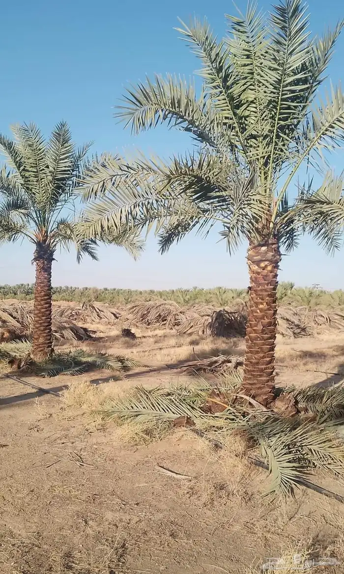 نخيل عربي فسائل نخل نخل عربي نقايل 11