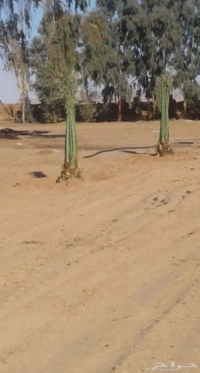 نخيل عربي فسائل نخل نخل عربي نقايل 22