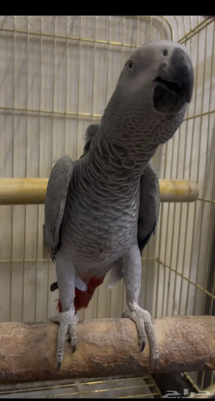 للبيع انثى كاسكو جاهزه 6