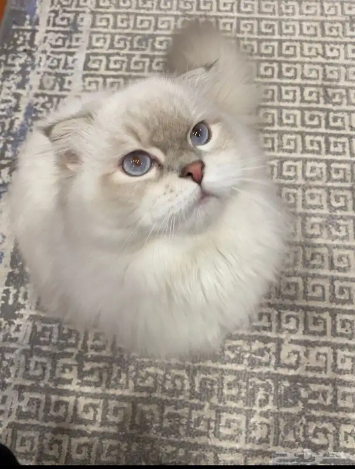 قط منزلي للبيع (سكوتش) 0