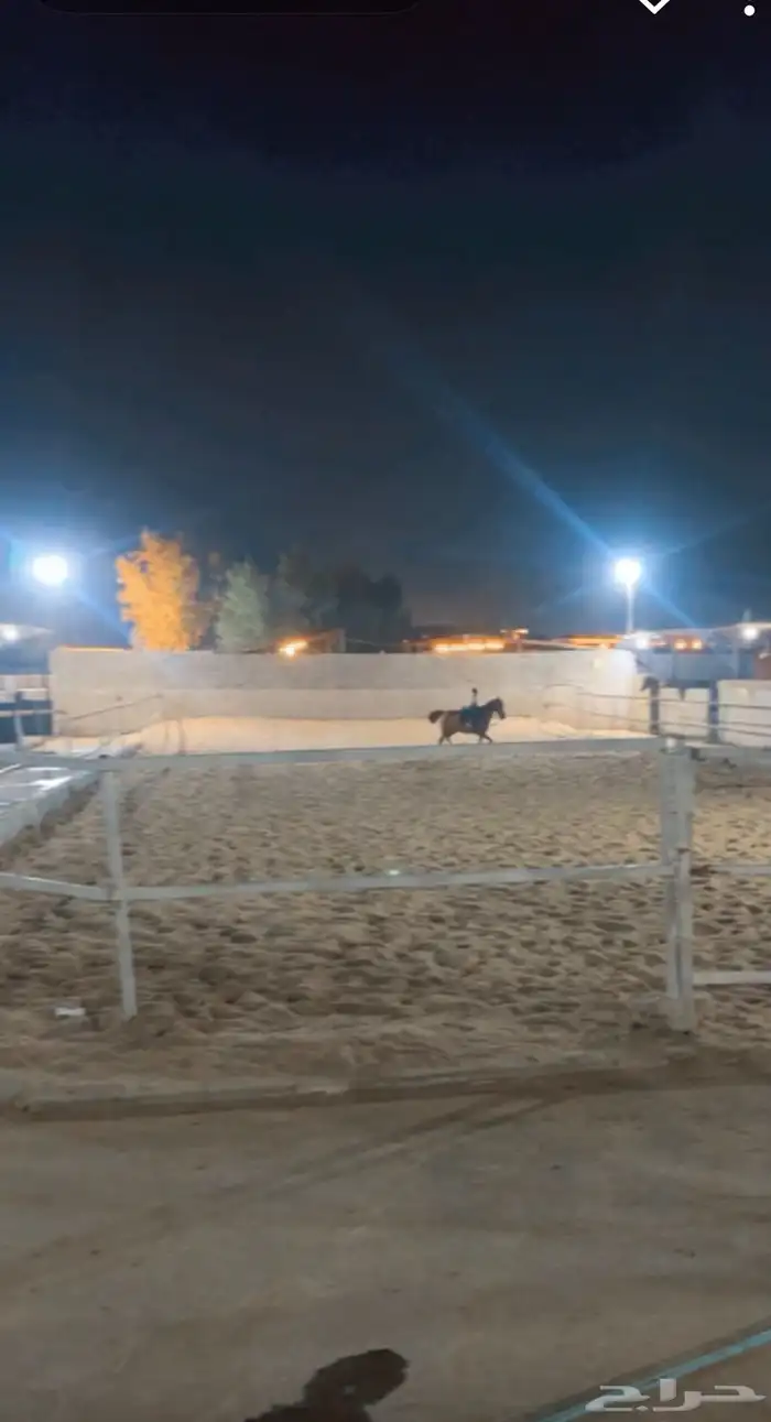 اسطبل النايف 2