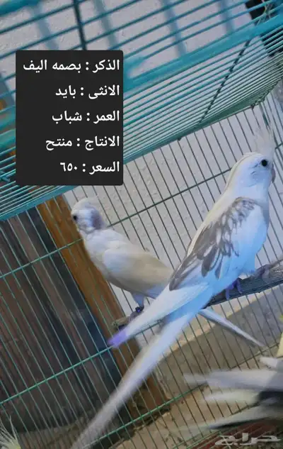 اجواز كروان لاهل التميز و الانتاج index