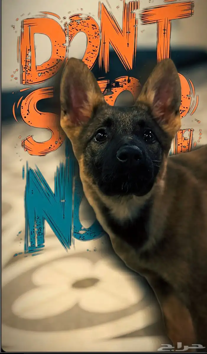 للبيع أنثى جيرمن ورك لاين 0