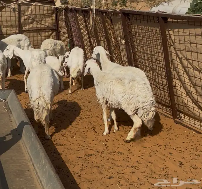 حريات وليد ودفيع 5