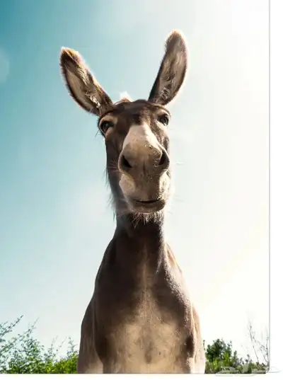 لدي 100 حمار للبيع كامله 0