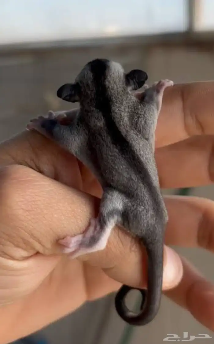 فرخ شوقر قلايدر 0