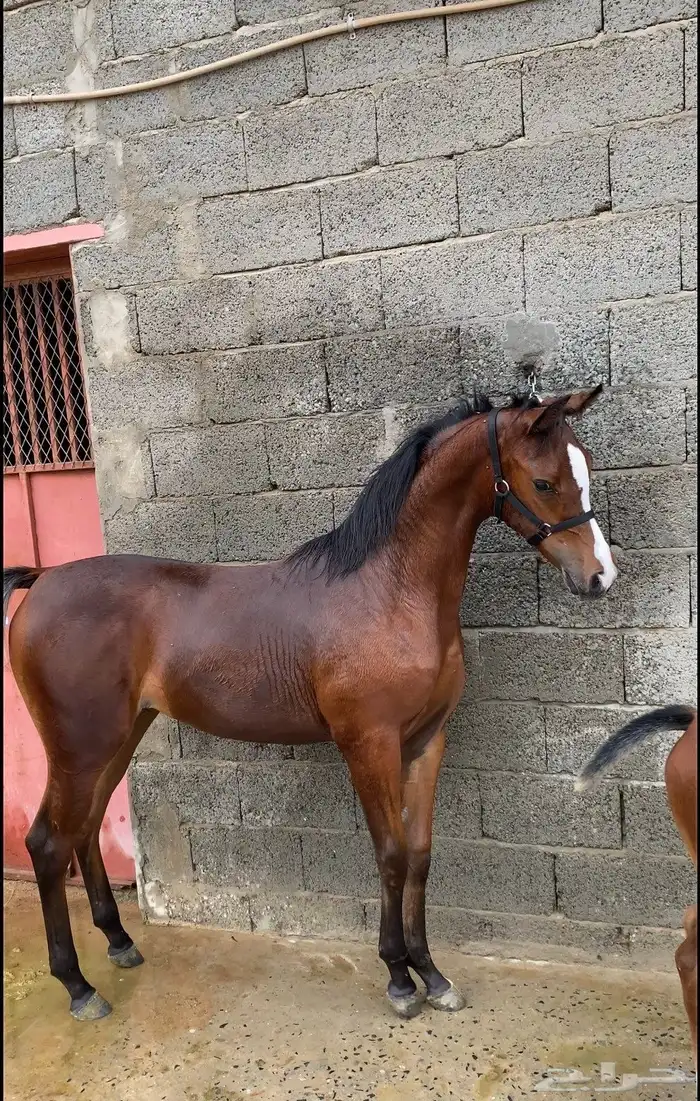 مهره شعبيه للبيع 0