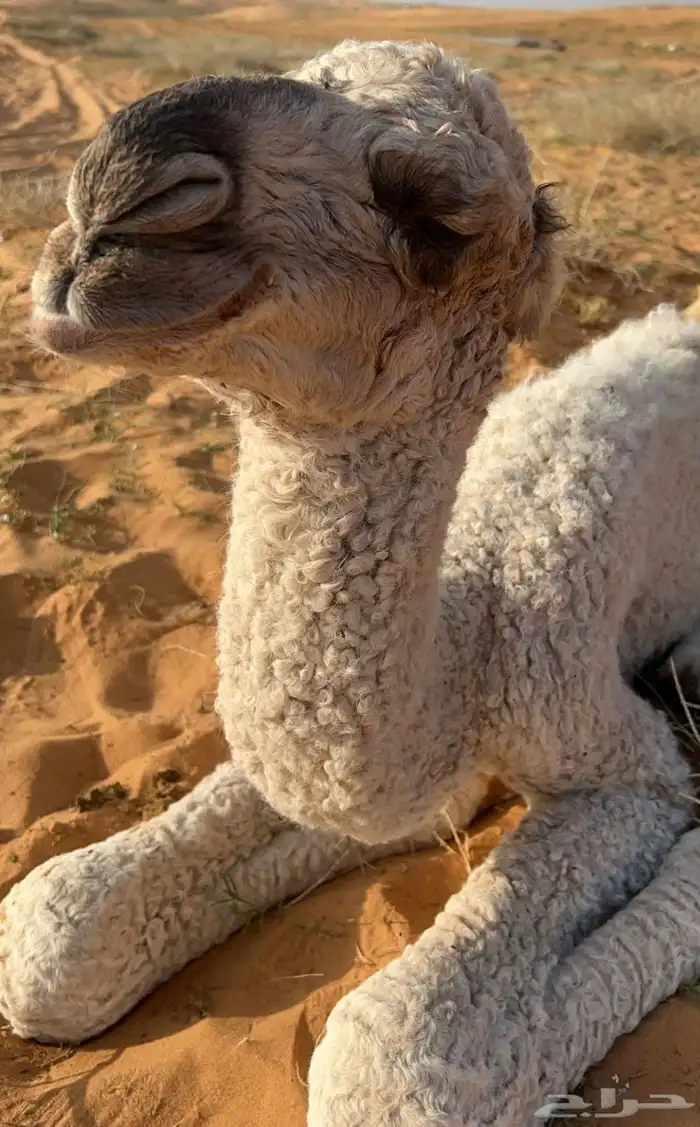 للبيع قعود اشعل على غرنوق منتج 13