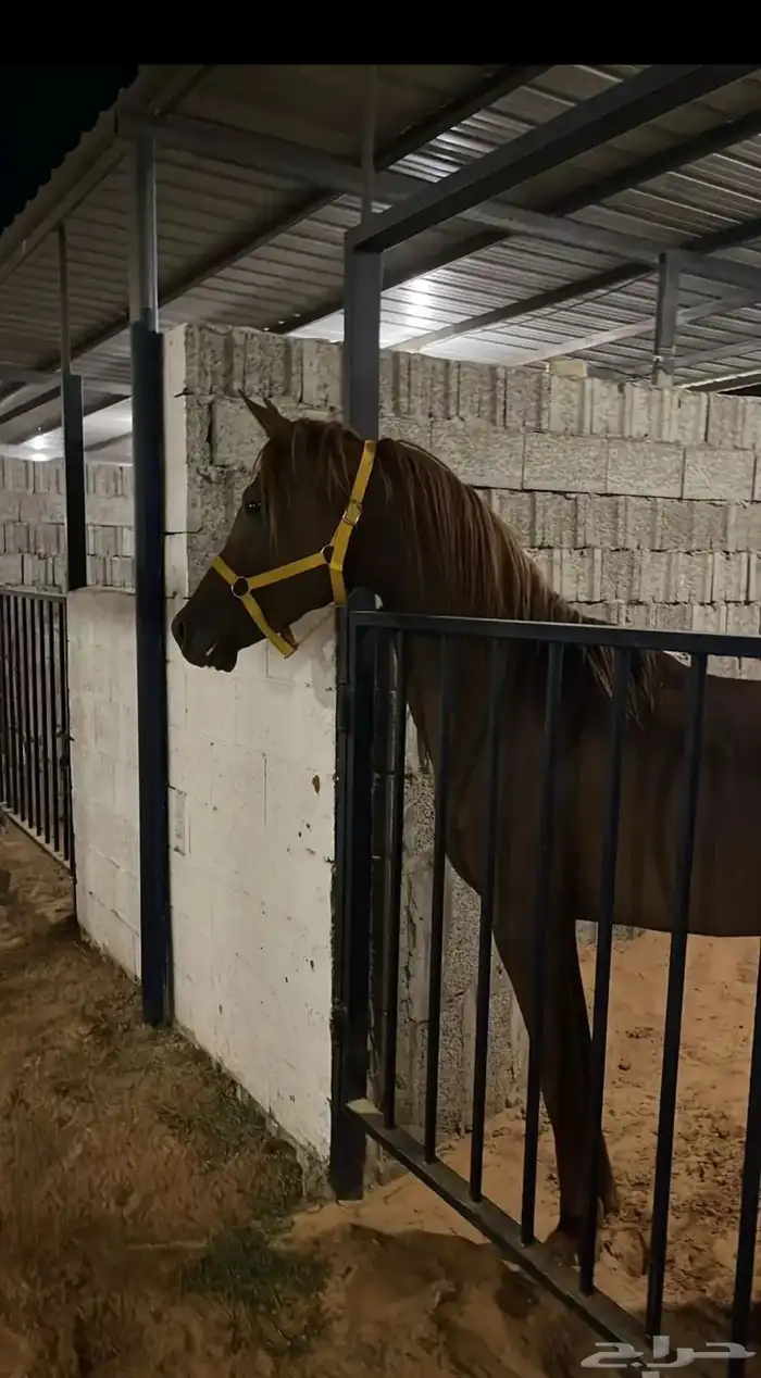 حصان اشقر شيخ 3